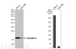 Anti-Claudin 4 antibody [HL6839] used in Western Blot (WB). GTX649653