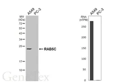 Anti-RAB5C antibody [HL6850] used in Western Blot (WB). GTX649694