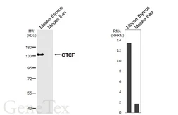 Anti-CTCF antibody [HL6877] used in Western Blot (WB). GTX649721
