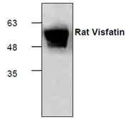 Human Neurotrophin 4 protein (active). GTX65189-pro