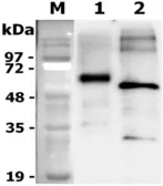 Rat Progranulins protein, DDDDK tag. GTX65638-pro