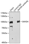 Anti-SMYD4 antibody used in Immunoprecipitation (IP). GTX65838