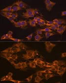 Anti-GPIP137 antibody used in Immunocytochemistry/ Immunofluorescence (ICC/IF). GTX65964