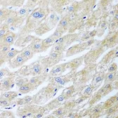 Anti-UCHL3 antibody used in IHC (Paraffin sections) (IHC-P). GTX65968