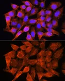 Anti-AMT antibody used in Immunocytochemistry/ Immunofluorescence (ICC/IF). GTX66030