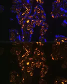 Anti-ApoER2 antibody used in IHC (Paraffin sections) (IHC-P). GTX66061