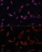 Anti-PDIA2 / PDIP antibody used in Immunocytochemistry/ Immunofluorescence (ICC/IF). GTX66116