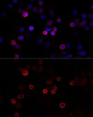 Anti-FLNC antibody used in Immunocytochemistry/ Immunofluorescence (ICC/IF). GTX66151