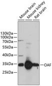 Anti-OAF antibody used in Western Blot (WB). GTX66183
