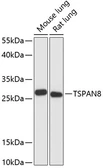 Anti-TM4SF3 / TSPAN8 antibody used in Western Blot (WB). GTX66188