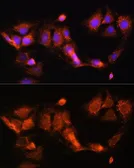 Anti-GCSH antibody used in Immunocytochemistry/ Immunofluorescence (ICC/IF). GTX66196
