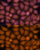 Anti-TNFAIP8L2 antibody used in Immunocytochemistry/ Immunofluorescence (ICC/IF). GTX66198