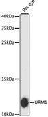 Anti-URM1 antibody used in Western Blot (WB). GTX66211
