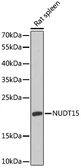 Anti-NUDT15 antibody used in Western Blot (WB). GTX66231