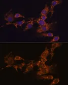 Anti-PYCR2 antibody used in Immunocytochemistry/ Immunofluorescence (ICC/IF). GTX66340