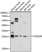 Anti-COQ10B antibody used in Western Blot (WB). GTX66343