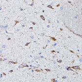 Anti-Vasopressin antibody used in IHC (Paraffin sections) (IHC-P). GTX66409