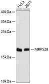 Anti-MRPS28 antibody used in Western Blot (WB). GTX66451