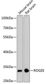 Anti-ROGDI antibody used in Western Blot (WB). GTX66563