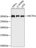 Anti-HECTD1 antibody used in Western Blot (WB). GTX66566