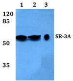 Anti-5-HT3A receptor antibody used in Western Blot (WB). GTX66674