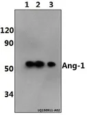 Anti-Angiopoietin 1 antibody used in Western Blot (WB). GTX66700