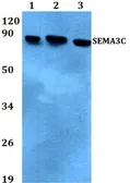 Anti-SEMA3C antibody used in Western Blot (WB). GTX66725
