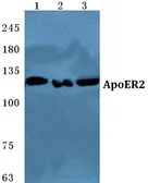 Anti-ApoER2 antibody used in Western Blot (WB). GTX66733