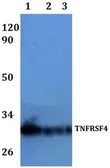 Anti-CD134 antibody used in Western Blot (WB). GTX66792