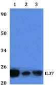 Anti-IL1F7 antibody used in Western Blot (WB). GTX66798
