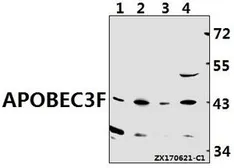 Anti-APOBEC3D + APOBEC3F antibody used in Western Blot (WB). GTX66822