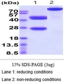 Mouse IL12 protein, His tag (active). GTX66878-pro