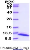 Thioredoxin 1 protein, His tag (active). GTX66886-pro