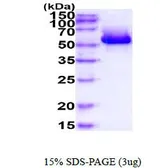 Mouse Arylsulfatase A protein, His tag (active). GTX66927-pro