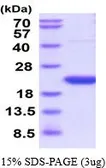 Rat Cyclophilin F protein, His tag (active). GTX66959-pro