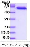 Human DR5 protein, human IgG1 Fc and His tag (active). GTX66972-pro