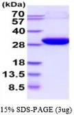 Human ECHS1 protein, His tag (active). GTX66976-pro