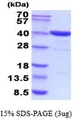 Human FBP1 protein, His tag (active). GTX66988-pro