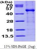 Human FKBPL protein, His tag (active). GTX66997-pro
