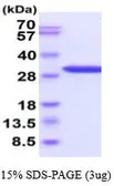 Human Galectin 3 protein, His tag (active). GTX67001-pro
