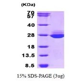 Human GSTA1 protein (active). GTX67032-pro