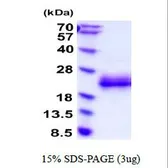 Mouse IL3 protein, His tag (active). GTX67063-pro