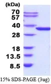 Human NMNAT1 protein, His tag (active). GTX67099-pro