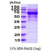 Human PPIL4 protein, His tag (active). GTX67134-pro