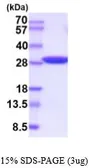 Human Triosephosphate isomerase protein, His tag (active). GTX67174-pro