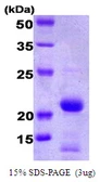 Human Bid protein. GTX67252-pro