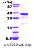 Human GADD153 protein, His tag. GTX67352-pro