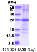 Human GSTM1 protein, His tag. GTX67439-pro
