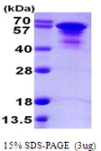 Human Tau412 (1N4R) protein, His tag. GTX67540-pro