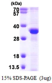 Human RPA32 protein, His tag. GTX67754-pro